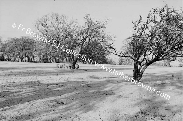 SNOW SCENE  SHEEP SHELTERING UNDER TREES